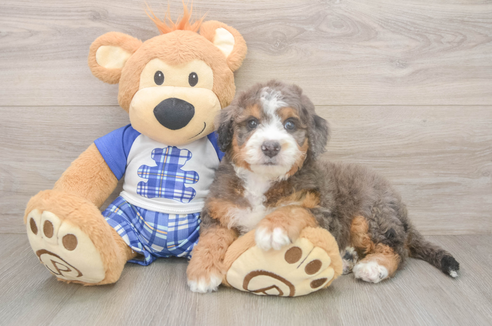 5 week old Mini Bernedoodle Puppy For Sale - Lone Star Pups
