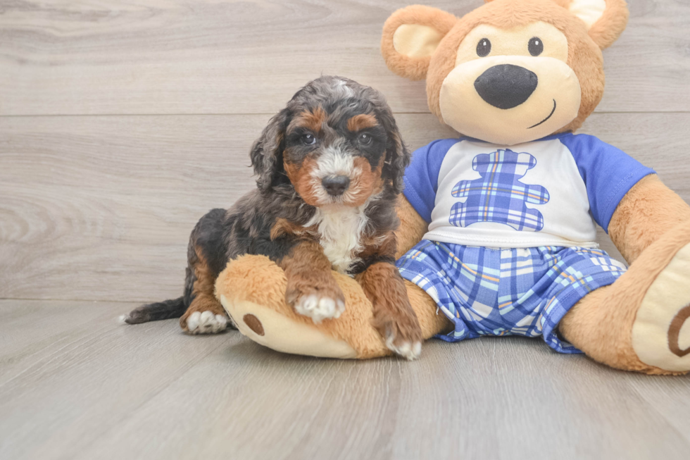 Meet Jeffy - our Mini Bernedoodle Puppy Photo  2/3 - Lone Star Pups Mini Bernedoodle Pup Being Cute