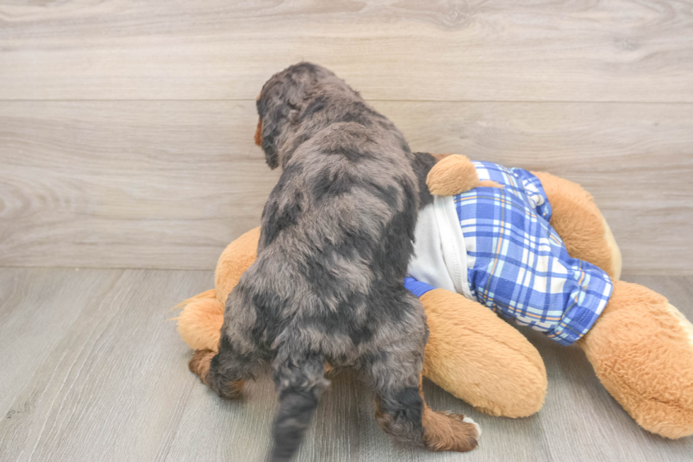 Meet Jeffy - our Mini Bernedoodle Puppy Photo  3/3 - Lone Star Pups Best Mini Bernedoodle Baby