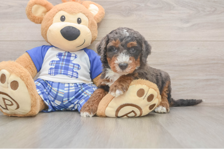 Meet Jeffy - our Mini Bernedoodle Puppy Photo  1/3 - Lone Star Pups Mini Bernedoodle Puppy for Adoption