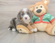 6 week old Mini Bernedoodle Puppy For Sale - Lone Star Pups