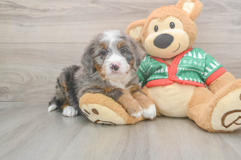 6 week old Mini Bernedoodle Puppy For Sale - Lone Star Pups
