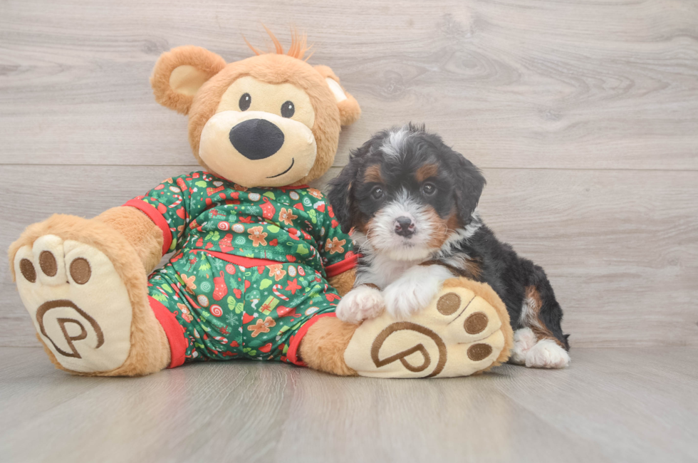 6 week old Mini Bernedoodle Puppy For Sale - Lone Star Pups
