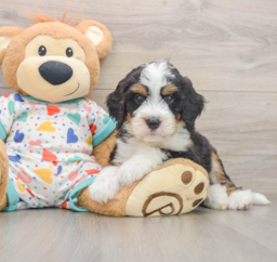 9 week old Mini Bernedoodle Puppy For Sale - Lone Star Pups