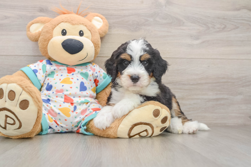 Best Mini Bernedoodle Baby