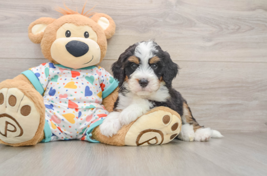 Best Mini Bernedoodle Baby
