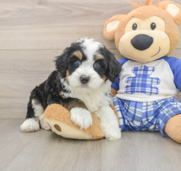 6 week old Mini Bernedoodle Puppy For Sale - Lone Star Pups