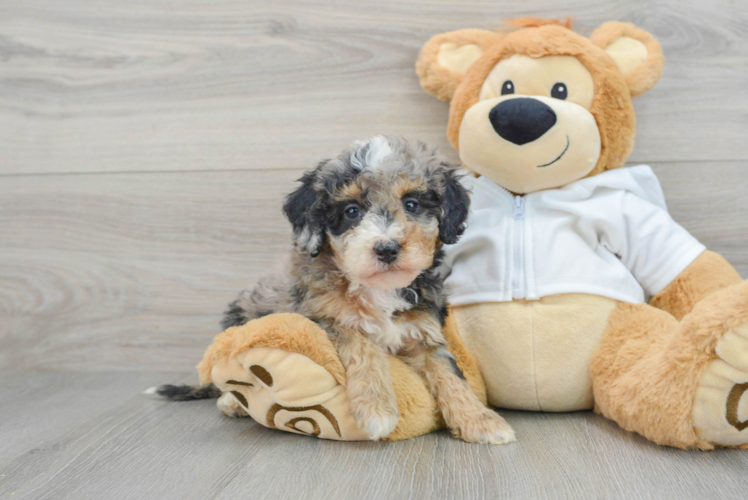 Little Mini Berniedoodle Poodle Mix Puppy