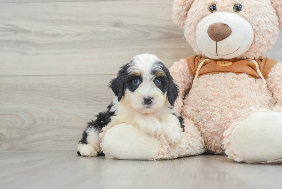 Mini Bernedoodle Puppy for Adoption