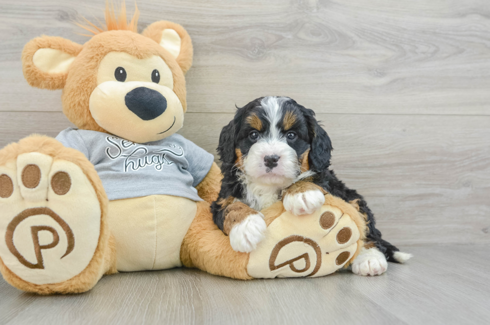 6 week old Mini Bernedoodle Puppy For Sale - Lone Star Pups