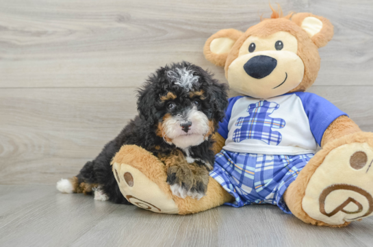 Mini Bernedoodle Pup Being Cute