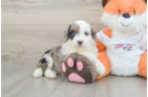 Best Mini Bernedoodle Baby