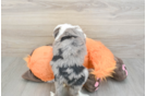Adorable Bernadoodle Poodle Mix Puppy