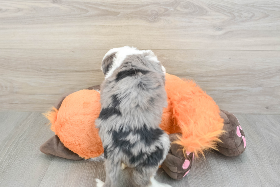 Adorable Bernadoodle Poodle Mix Puppy