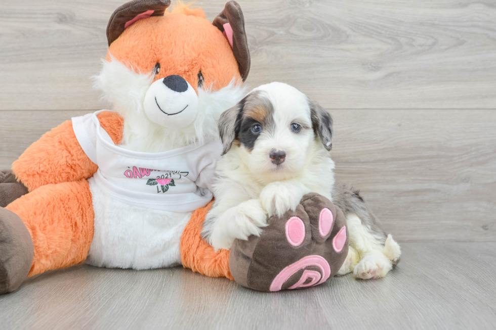 Best Mini Bernedoodle Baby