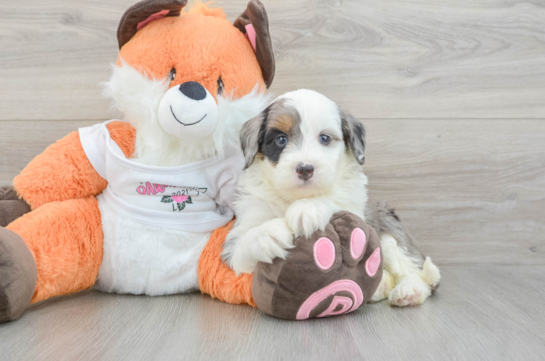 Best Mini Bernedoodle Baby