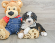 8 week old Mini Bernedoodle Puppy For Sale - Lone Star Pups