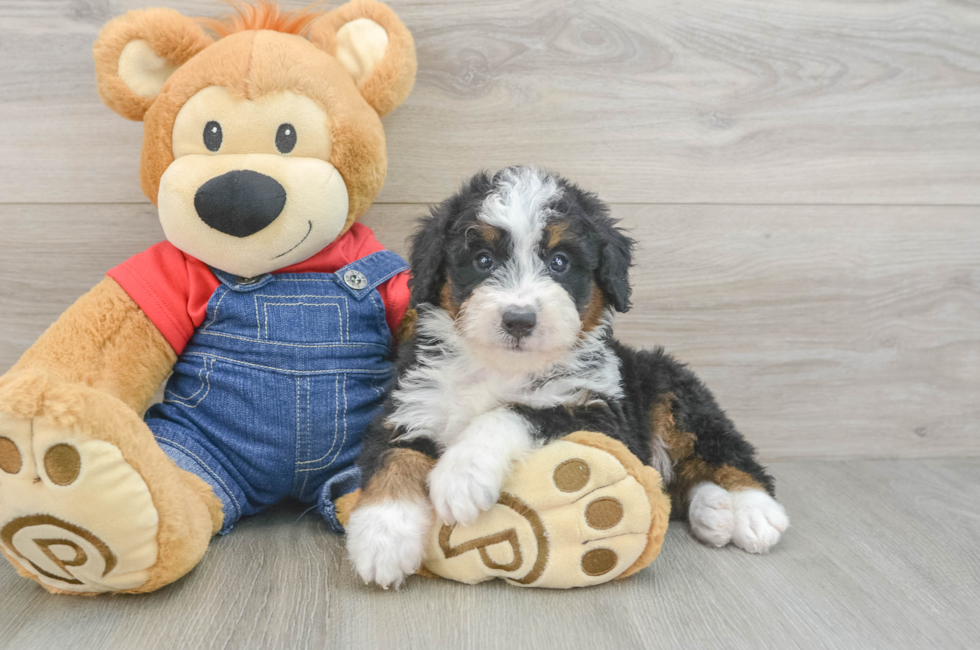 6 week old Mini Bernedoodle Puppy For Sale - Lone Star Pups
