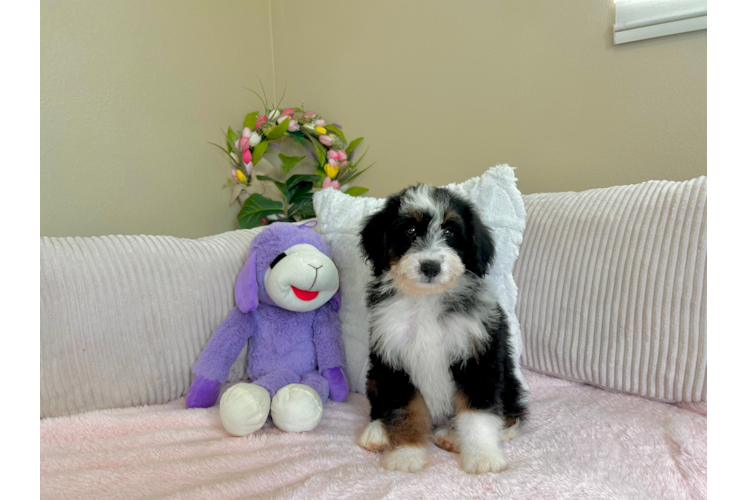 Cute Mini Bernedoodle Baby