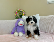 9 week old Mini Bernedoodle Puppy For Sale - Lone Star Pups