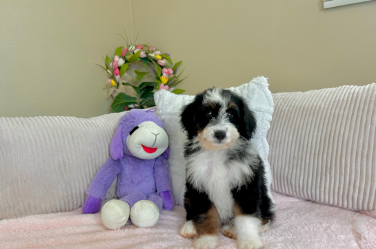 Cute Mini Bernedoodle Baby
