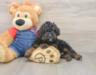 8 week old Mini Bernedoodle Puppy For Sale - Lone Star Pups