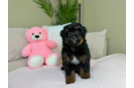 Mini Bernedoodle Pup Being Cute
