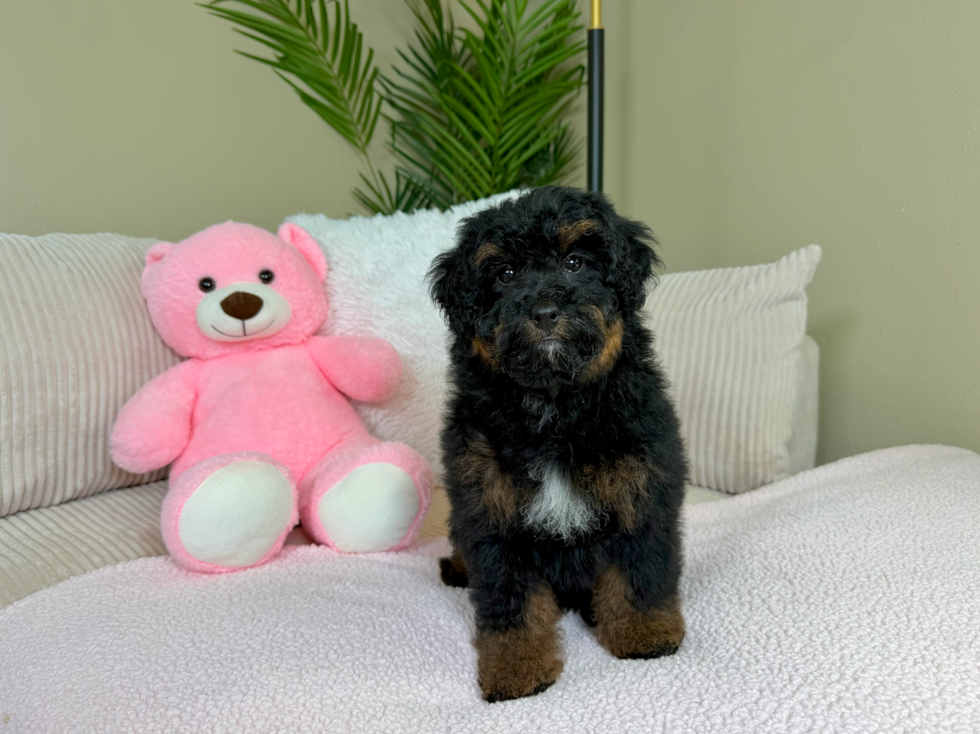 Mini Bernedoodle Pup Being Cute