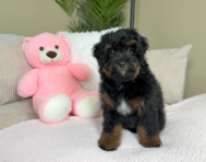 10 week old Mini Bernedoodle Puppy For Sale - Lone Star Pups
