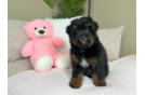 Cute Mini Bernesedoodle Poodle Mix Puppy
