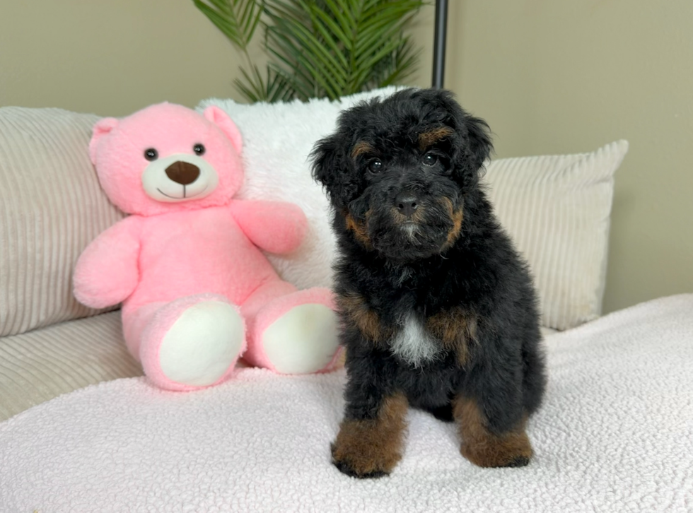 Cute Mini Bernesedoodle Poodle Mix Puppy