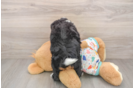 Friendly Mini Bernedoodle Baby