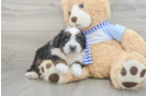 Mini Bernedoodle Puppy for Adoption