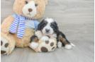 Mini Bernedoodle Pup Being Cute