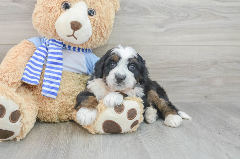 8 week old Mini Bernedoodle Puppy For Sale - Lone Star Pups