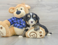 7 week old Mini Bernedoodle Puppy For Sale - Lone Star Pups