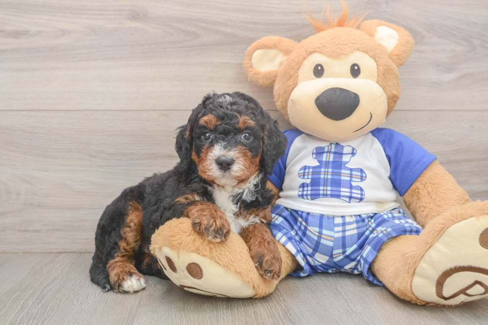 Meet Jimbo - our Mini Bernedoodle Puppy Photo  2/3 - Lone Star Pups Mini Bernedoodle Puppy for Adoption