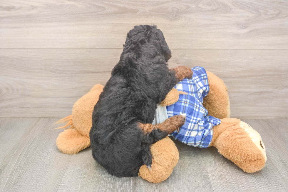 Meet Jimbo - our Mini Bernedoodle Puppy Photo  3/3 - Lone Star Pups Sweet Mini Bernedoodle Baby