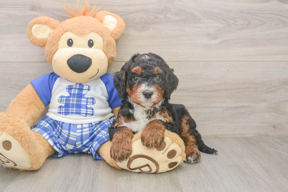 Meet Jimbo - our Mini Bernedoodle Puppy Photo  1/3 - Lone Star Pups Adorable Mini Bernadoodle Poodle Mix Puppy