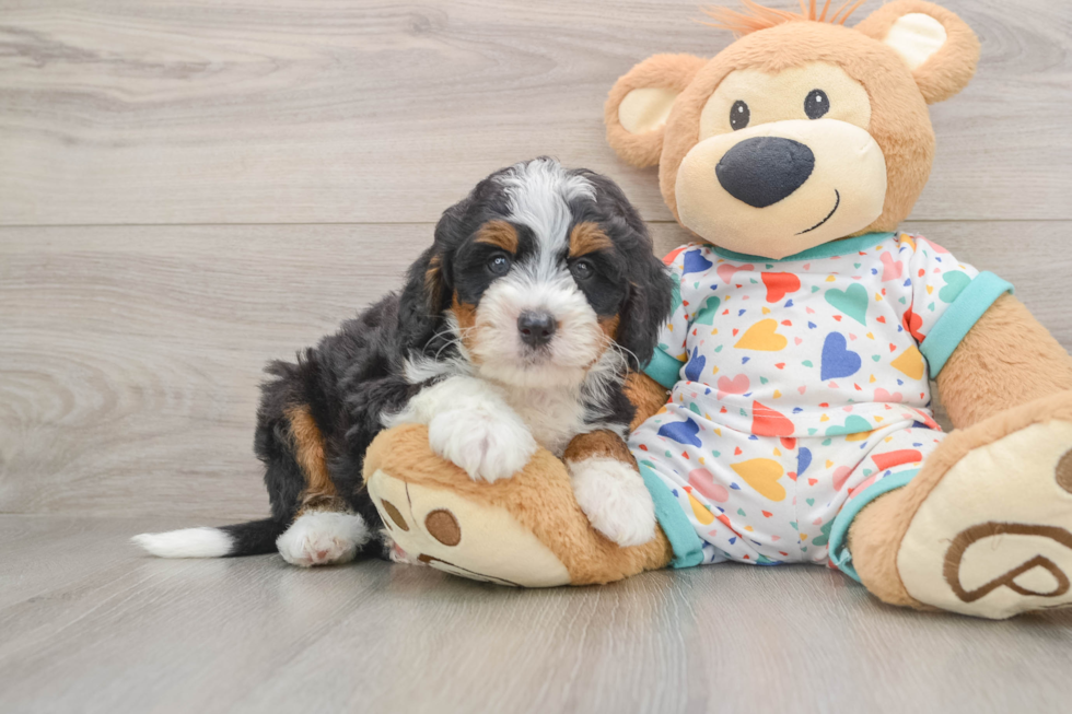Best Mini Bernedoodle Baby