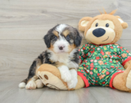 6 week old Mini Bernedoodle Puppy For Sale - Lone Star Pups