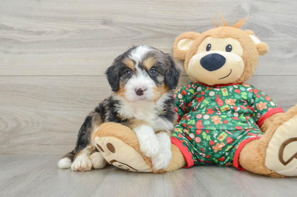 5 week old Mini Bernedoodle Puppy For Sale - Lone Star Pups