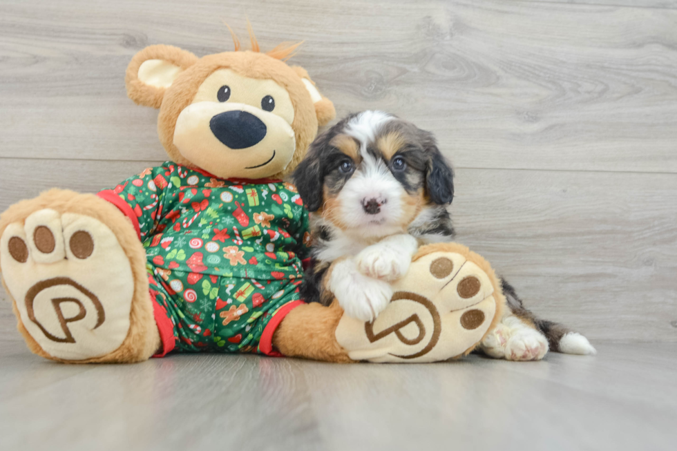 Cute Mini Bernedoodle Baby