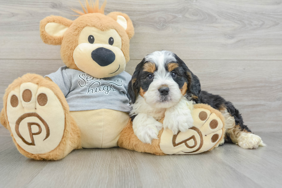 Fluffy Mini Bernedoodle Poodle Mix Pup