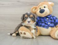 7 week old Mini Bernedoodle Puppy For Sale - Lone Star Pups