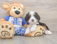 8 week old Mini Bernedoodle Puppy For Sale - Lone Star Pups
