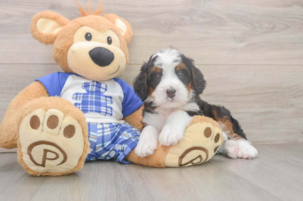 5 week old Mini Bernedoodle Puppy For Sale - Lone Star Pups