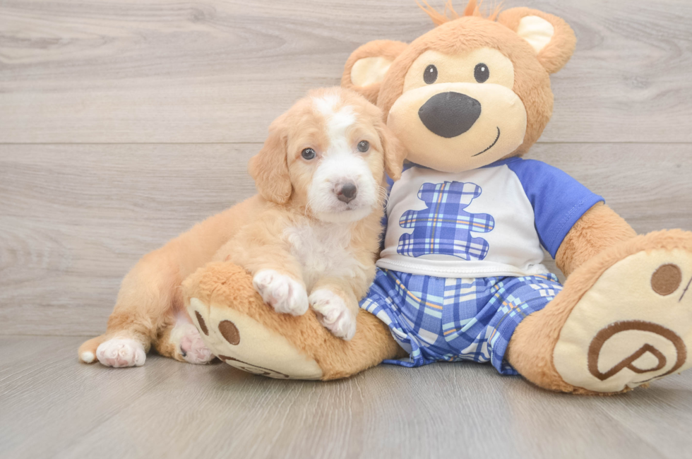 5 week old Mini Bernedoodle Puppy For Sale - Lone Star Pups