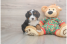 Funny Mini Bernedoodle Poodle Mix Pup