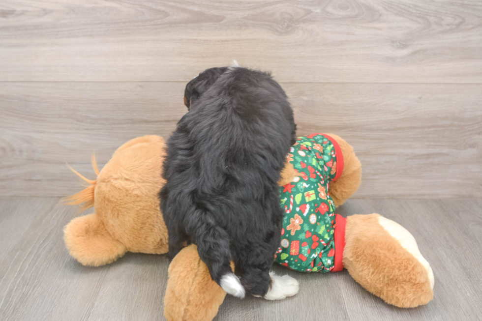 Mini Bernedoodle Pup Being Cute
